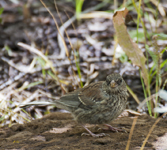 Dark eyed Junco Gray headed 4546